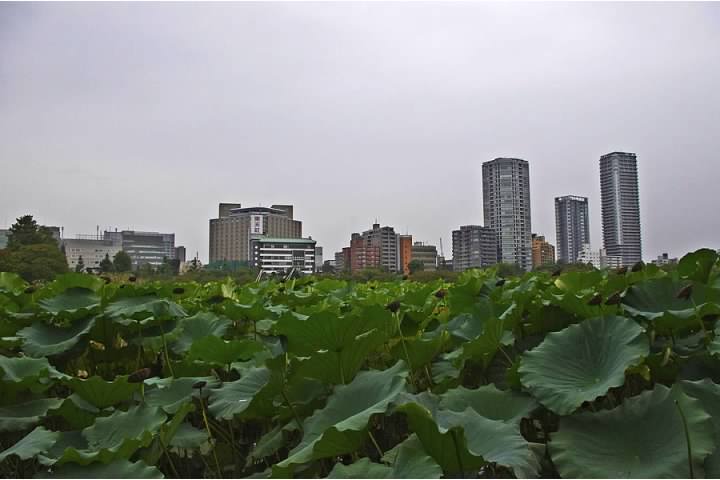 View from Ueno Park