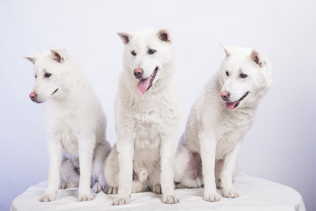 Kishu