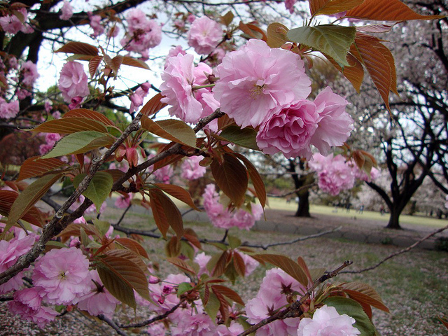 sakura2