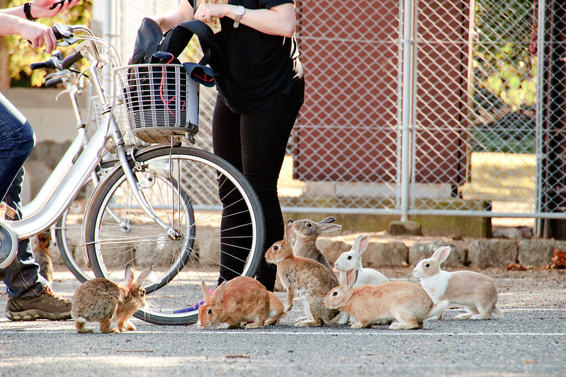 Rabbits all over the streets of Okunoshima