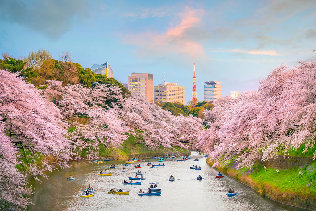 Chidorigafuchi park in Tokyo during sakura season in Japan