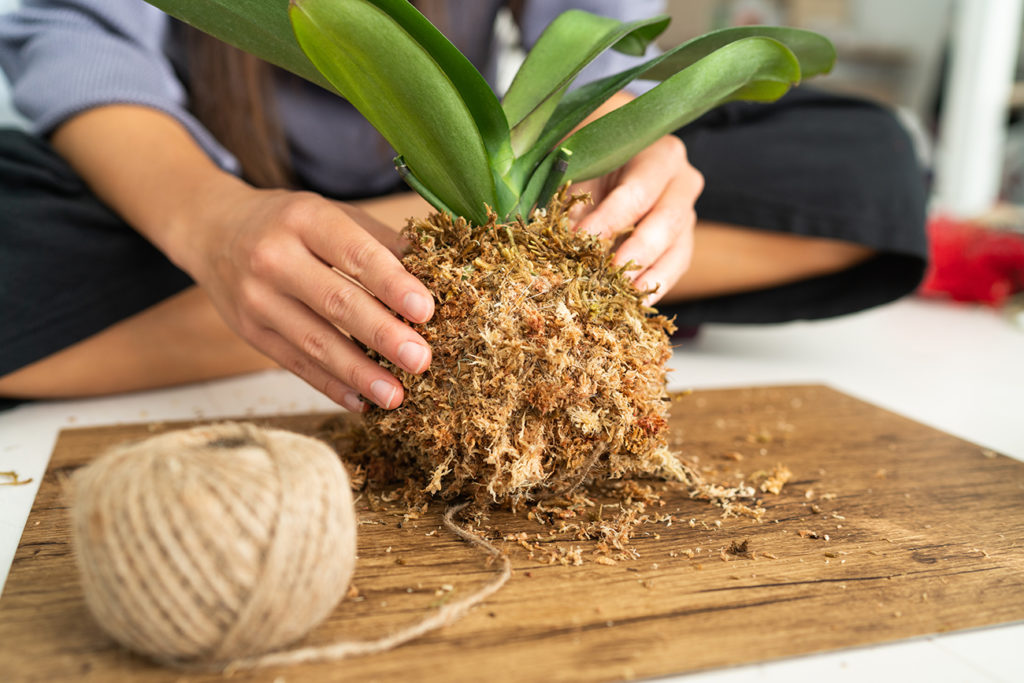 Kokedama making